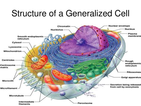 cell structure and function analyzing a laboratory investigation|central vacuolic cells lab.